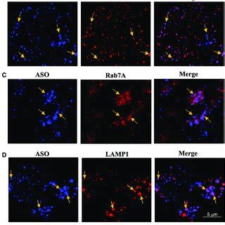 Trafficking Of Ps Aso In Hare Cell After Stabilin Mediated