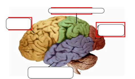 Su Neuroanatomy Lab Exam Flashcards Quizlet