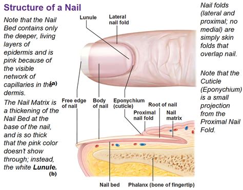 Hair And Nail Connection