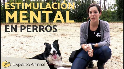 Estimulaci N Mental En Perros Hiro Border Collie Blog Sobre Perros