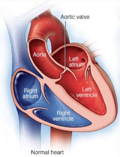 Arterial Hemodynamics Flashcards Quizlet