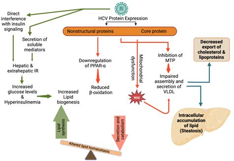 Biomedicines Free Full Text Hepatitis C Virus Lipid Interplay