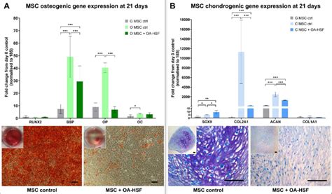 Gene Expression And Histology Of Mscs Undergoing Differentiation A Download Scientific