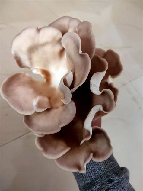 Oyster Mushroom Maharashtra Mushrooms Packaging Type Plastic Bag At