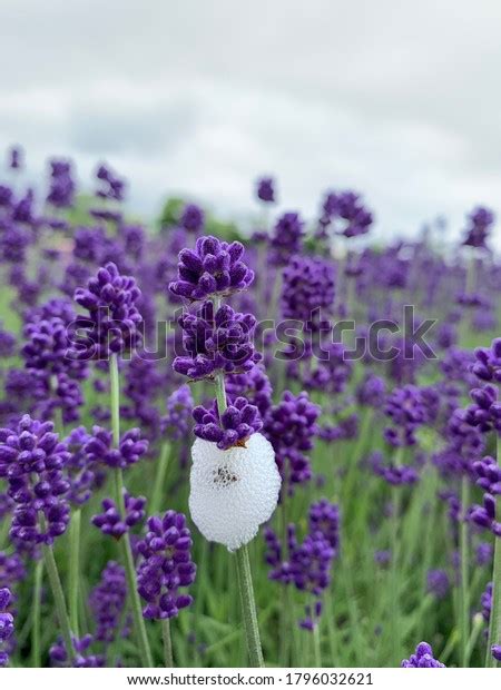 Lavender White Bubble Froghopper Eggs Stock Photo 1796032621 | Shutterstock