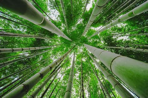 [100 ] Green Bamboo Backgrounds