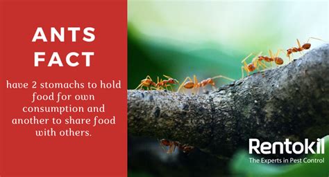 Complete guide for ants control in Singapore