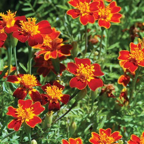 Red Gem Marigold Seed Johnnys Selected Seeds