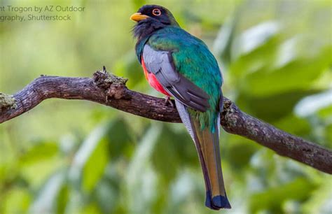 Elegant Trogon - American Bird Conservancy