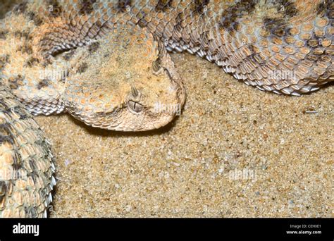 Desert Horned Viper Cerastes Cerastes North Africa Stock Photo Alamy