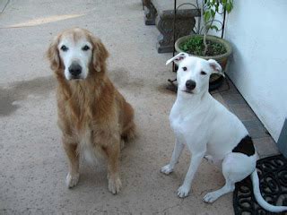 Dalmatian Pitbull Mix Temperament, Size, Lifespan, Adoption, Price