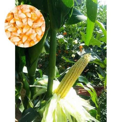 Sweet Corn Seed Wholesale Price And Mandi Rate For Sweet Corn Seed