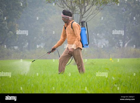 Indian Farmer Spraying Fertilizer In His Wheat Field Stock Photo Alamy