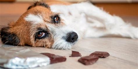 ¿sabías Qué Los Perros No Pueden Comer Chocolate 800noticias