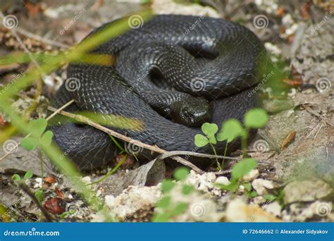 Venomous Snake Black Forest Viper. Stock Photo - Image of rippled ...