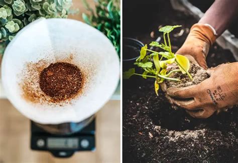 Nachhaltig Kaffee Trinken Und Kochen 10 Tipps CareElite