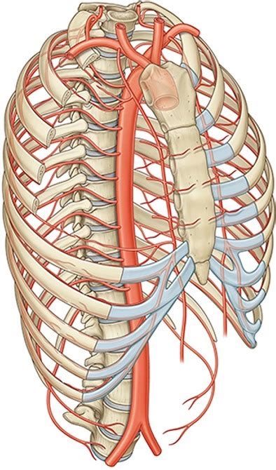 Aterial Supply Of Thorax Diagram Diagram Quizlet