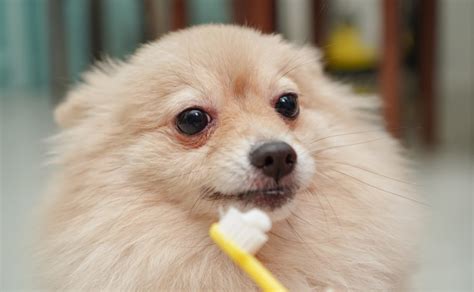 9 Most Common Pomeranian Teeth Issues - Spinning Pom