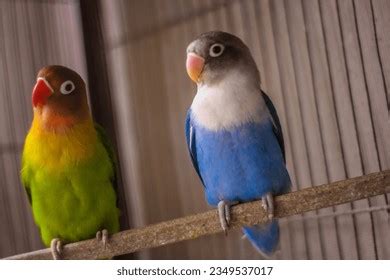 African Love Birds