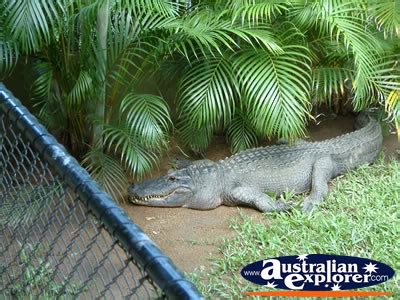 AUSTRALIA ZOO CROCODILE UNDER TREE PHOTOGRAPH, AUSTRALIA ZOO CROCODILE ...