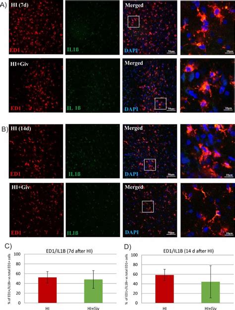 The Effect Of Hypoxia Ischemia And Givinostat Treatment On Microglia