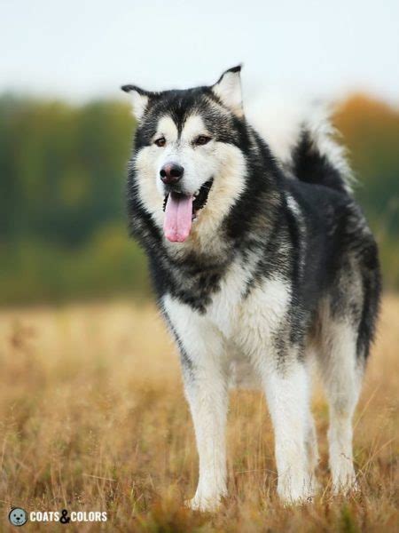 Alaskan Malamute Coat Colors | Coats and Colors