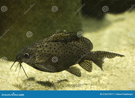 The Ocellated Synodontis Synodontis Ocellifer Stock Image Image Of