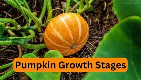 7 Pumpkin Growth Stages Explained From Seed To Harvest