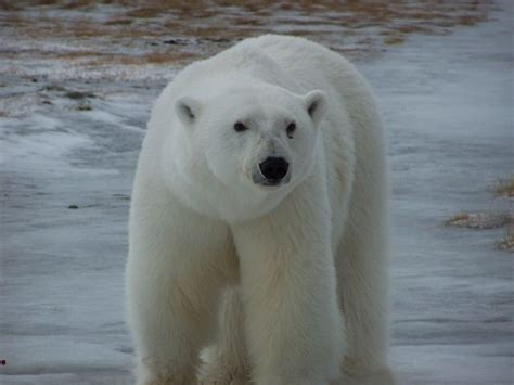 Bear Island (duh), Norway | Bear island, Bear, Animals wild