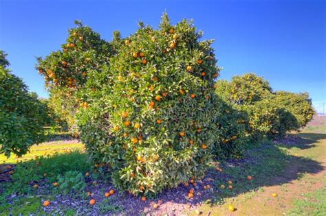 Pomarańczowy Owocowy Drzewo Z Dojrzałymi Pomarańczami Zdjęcie Stock