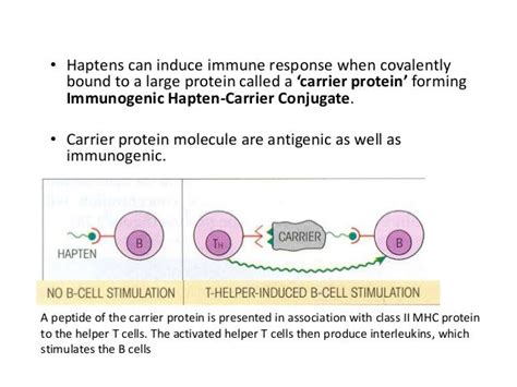 Haptens