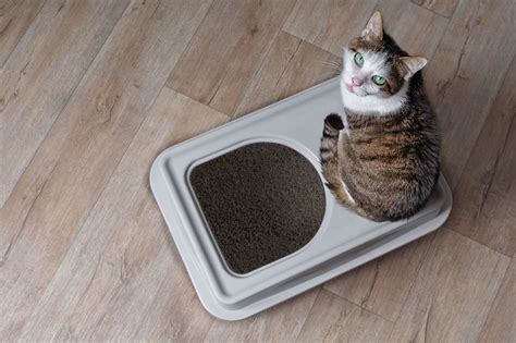 Top 10 Best Top Entry Cat Litter Boxes Available In 2025