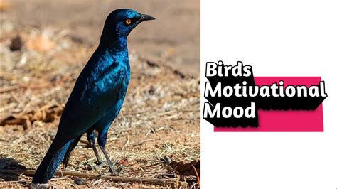 बर्ड मोटिवेशन मुड। Birds Motivational Mood।birds Youtube