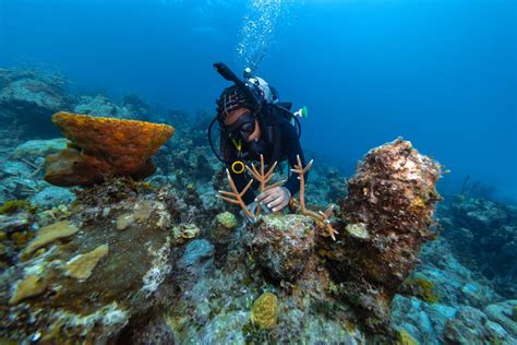 Fighting to Save the Caribbean's Coral Reefs | Scuba Diving