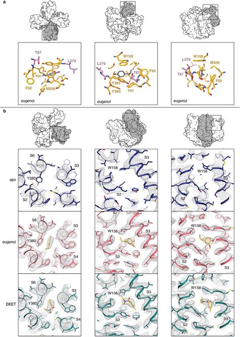 Detail Of The Odorant Binding Region In MhOR5 A The Binding Pocket And