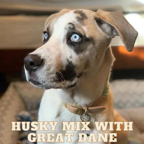 Husky Mix With Great Dane Husky Mix Great Dane Pitbull Mix Breeds