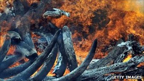 Kenya Burns Ivory In Fight Against Poachers Bbc News