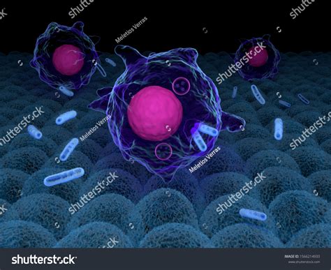 3d Illustration Macrophages Engulfing Bacteria 스톡 일러스트 1566214933