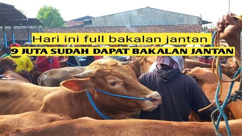 Harga Pedet Jantan Bulan Tahun Bakalan Superfull Update Pasar