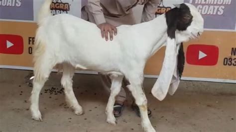 Gulabi Goats Age To Month Nagra Farm Gulabi Goat Farm Youtube