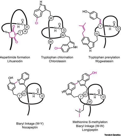 Advances In Lasso Peptide Discovery Biosynthesis And Function Trends