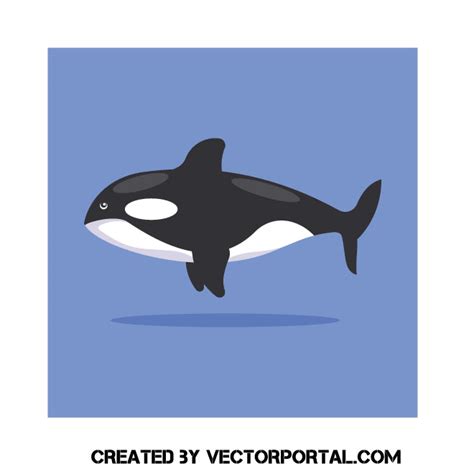 Killer whale Royalty Free Stock SVG Vector