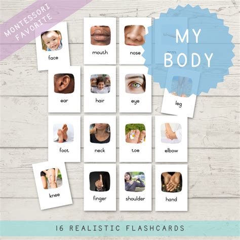 My Body Flashcards A4 Printing 3 Sizes Mamahood