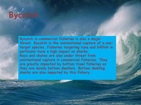 Bycatch | PPT