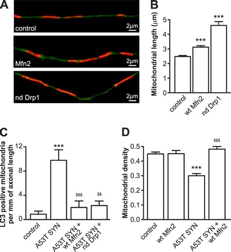 Mutant A53t α Synuclein Induces Neuronal Death By Increasing