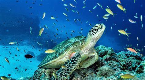 Tubbataha Reefs Natural Park - PHILIPPINES