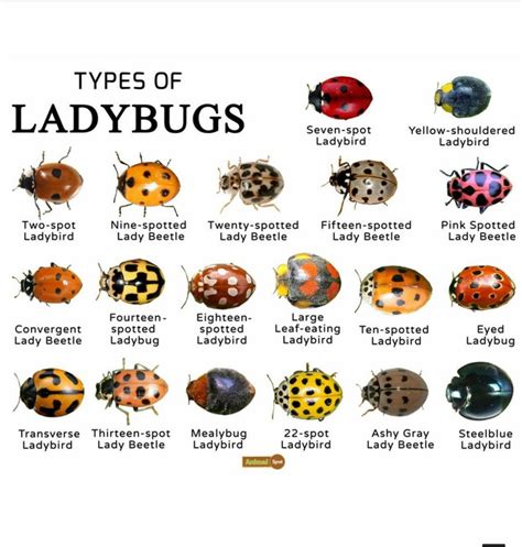 Ladybug Identification Chart