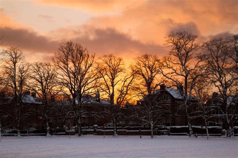 Gratis Afbeeldingen Landschap Boom Natuur Tak Sneeuw Koude