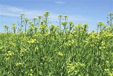 Oilseed crops get $2.5m research grant from Cargill | AsheNews AsheNews ...