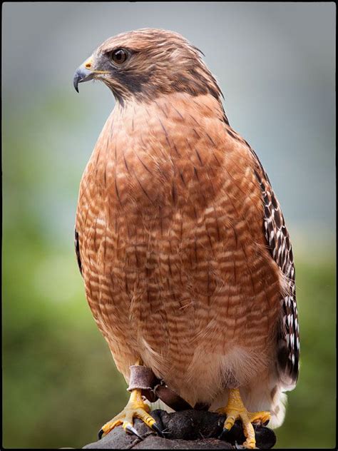 Callaway gardens, Bald eagle, Birds of prey